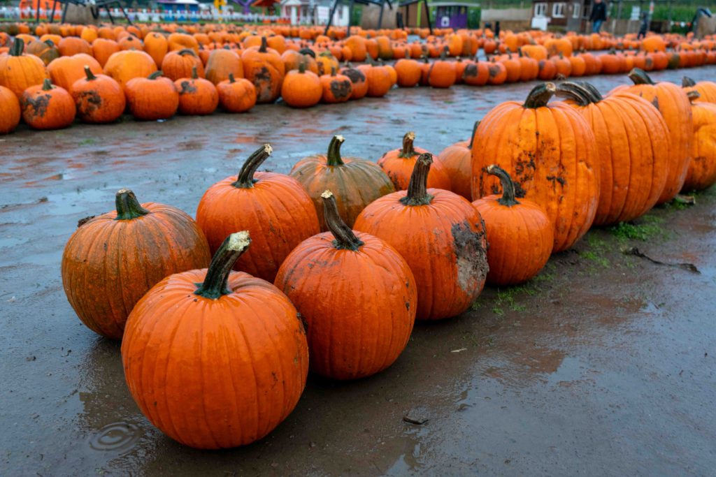 a double row of bright orange pumpkins sits outside on wet pavement on a cloudy day.