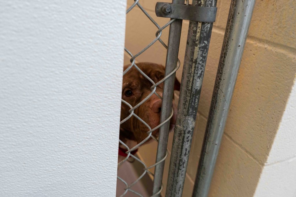 A dog in a concrete-walled kennel looks at the camera from behind a metal gate.
